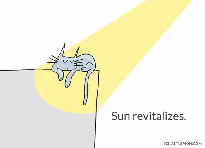 Life-Lessons-from-Cats-sun