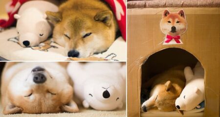 Maru Shiba Inu Falling Asleep Stuffed Toy