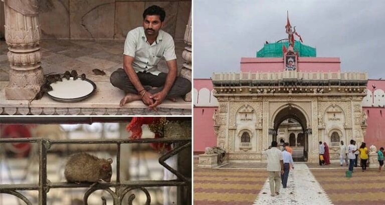 Nicolas Economou Indian Temple 'Holy' Rats