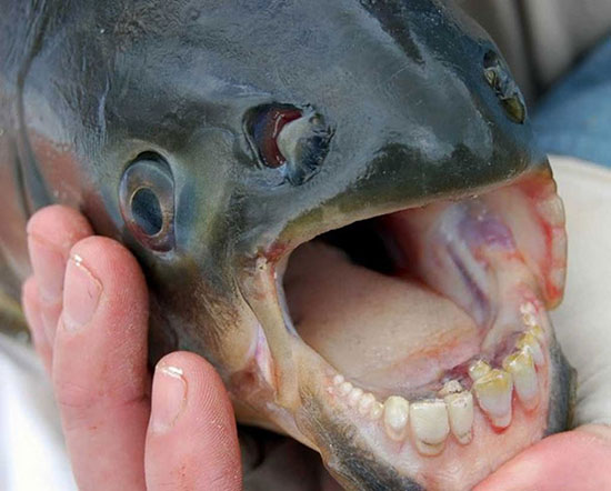 Pacu fish teeth