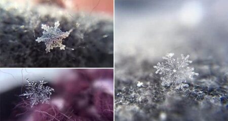 Photographer Ali Jardine Captures Snowflakes