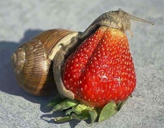 Snail VS Strawberry