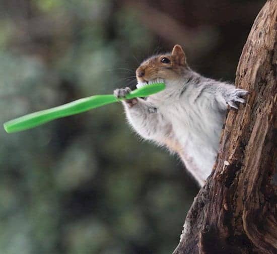 Squirrel Brush Teeth