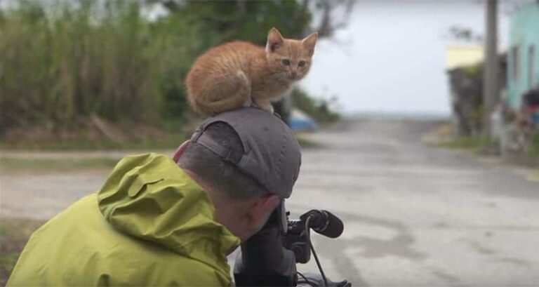 Stray Kitten Wildlife Photographer Mitsuaki Iwago