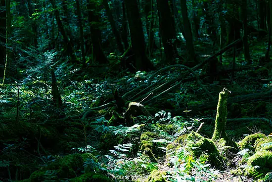 Aokigahara Suicide forest