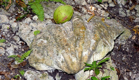 ancient clam fossil
