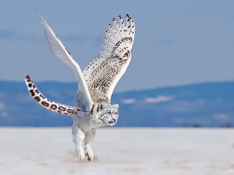 animal-hybrids-owlpard