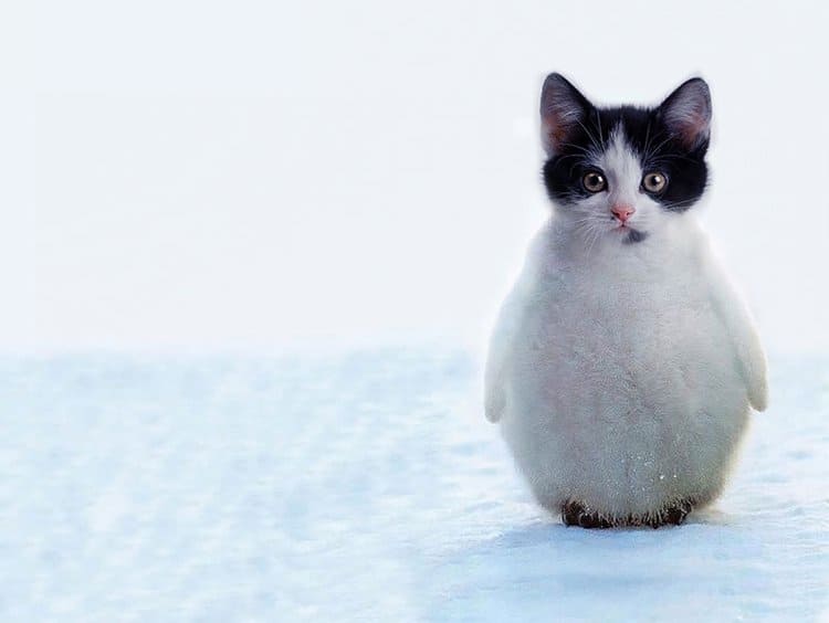 animal-hybrids-penguitten