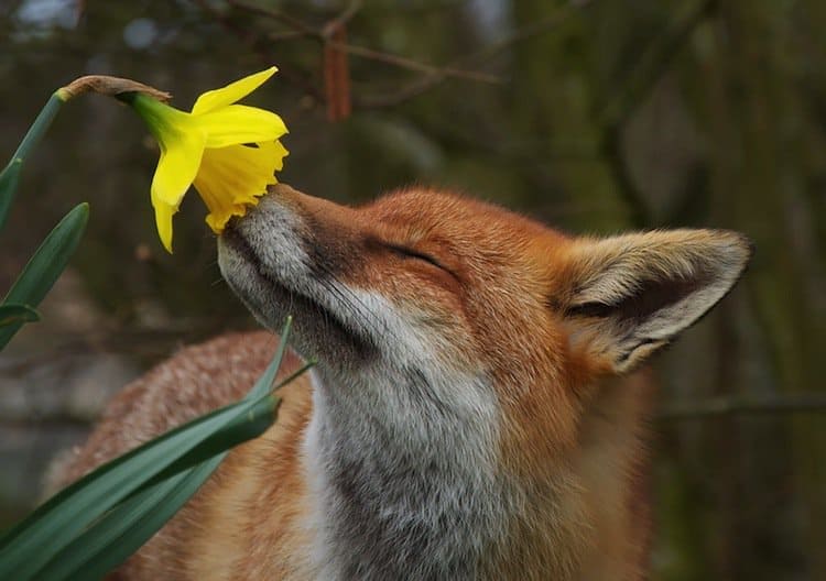 animals-fox