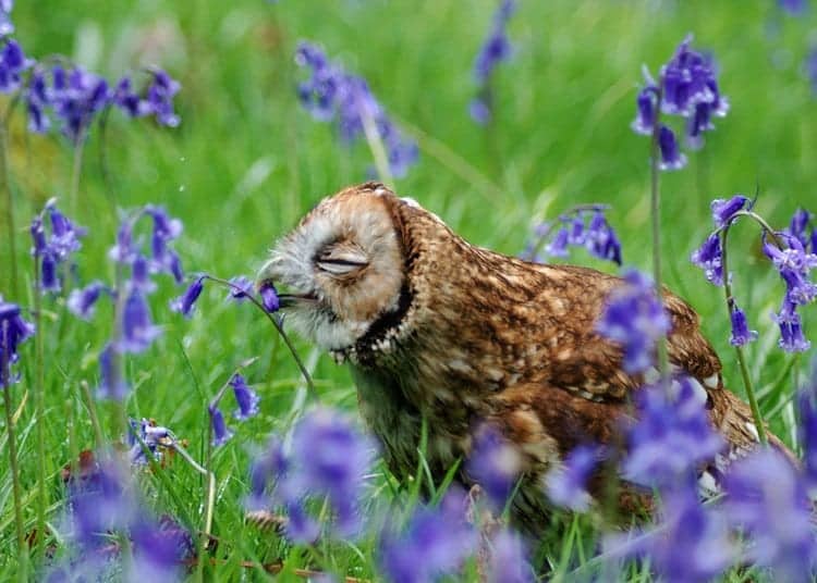 animals-owl