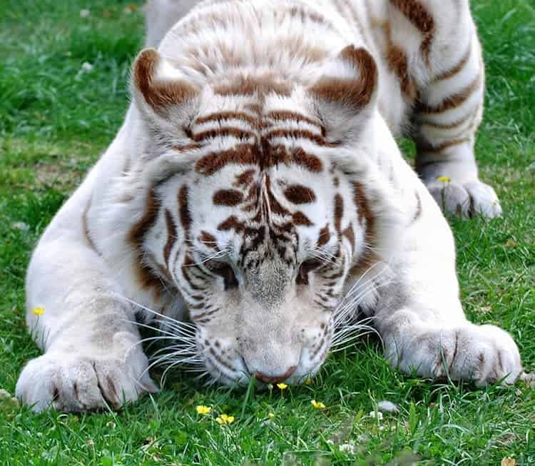 animals-tiger