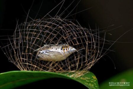 7 Mysterious Tiny Structures Created By Insects