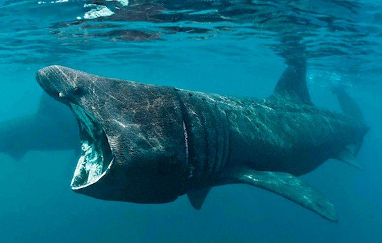 basking shark