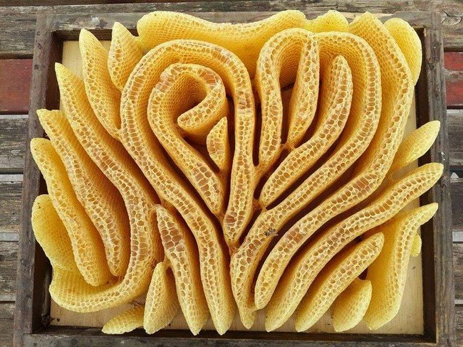 beautiful honeycomb