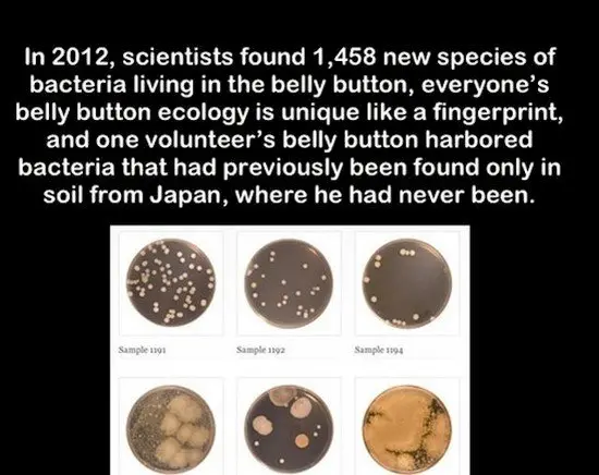 photo of bacteria samples with belly button fact