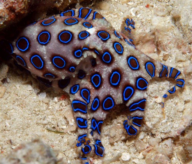 blue ringed octopus