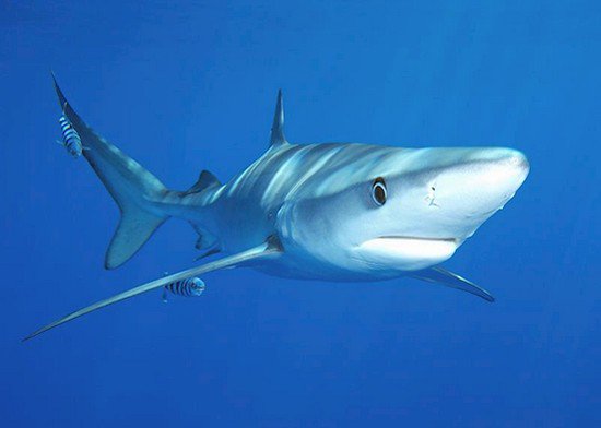 blue shark