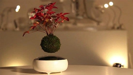 bonsai-first