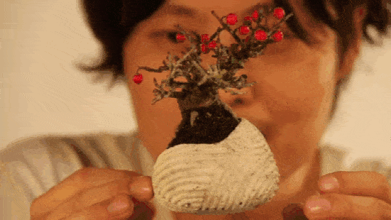 bonsai-gif-resized