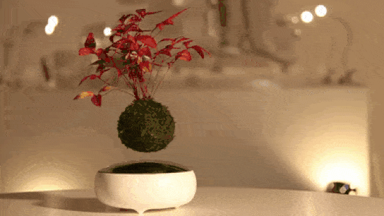 bonsai-gif-two-resized
