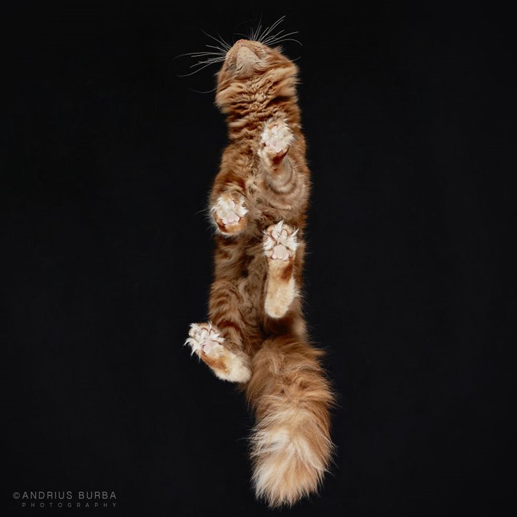 burba-photos-of-cats-taken-from-underneath-ginger