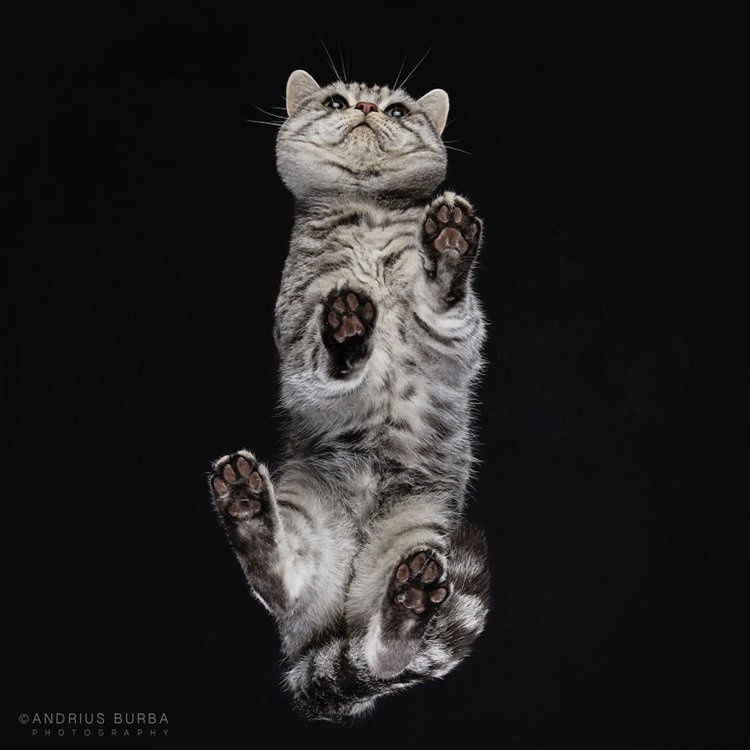 burba-photos-of-cats-taken-from-underneath-paws