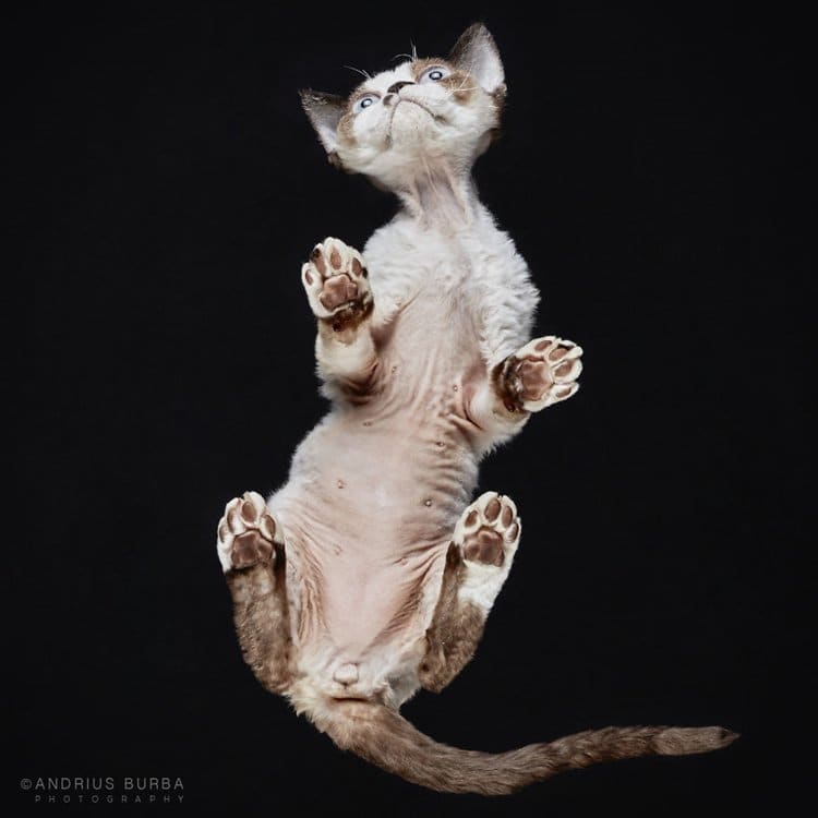 burba-photos-of-cats-taken-from-underneath-points