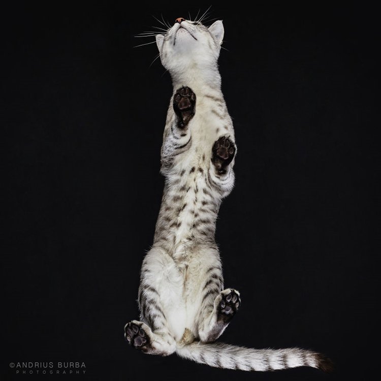 burba-photos-of-cats-taken-from-underneath-stripes