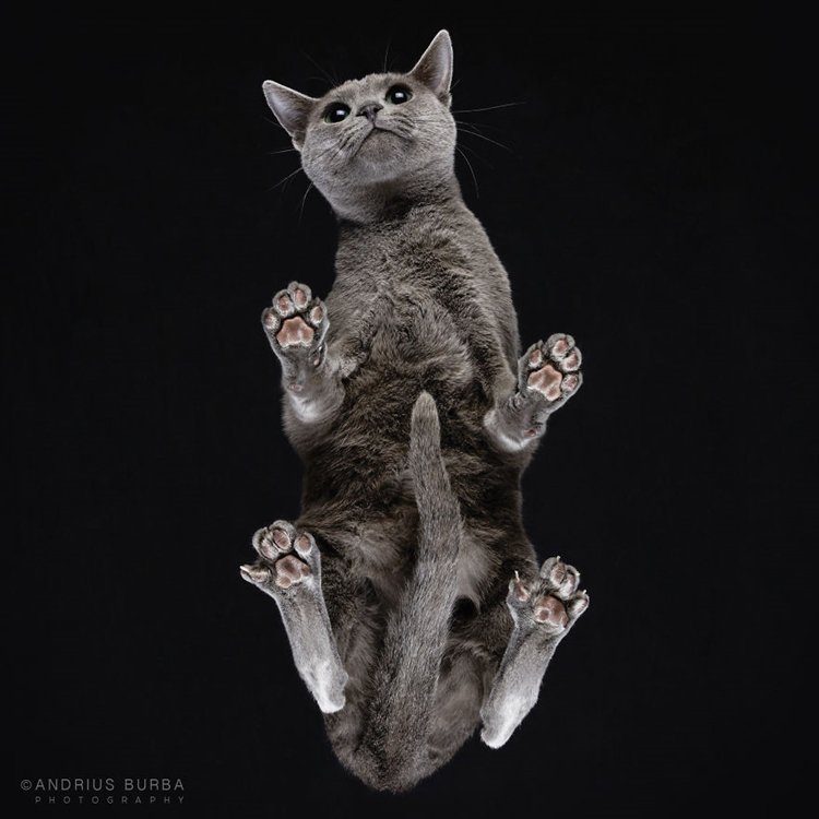 burba-photos-of-cats-taken-from-underneath-tail