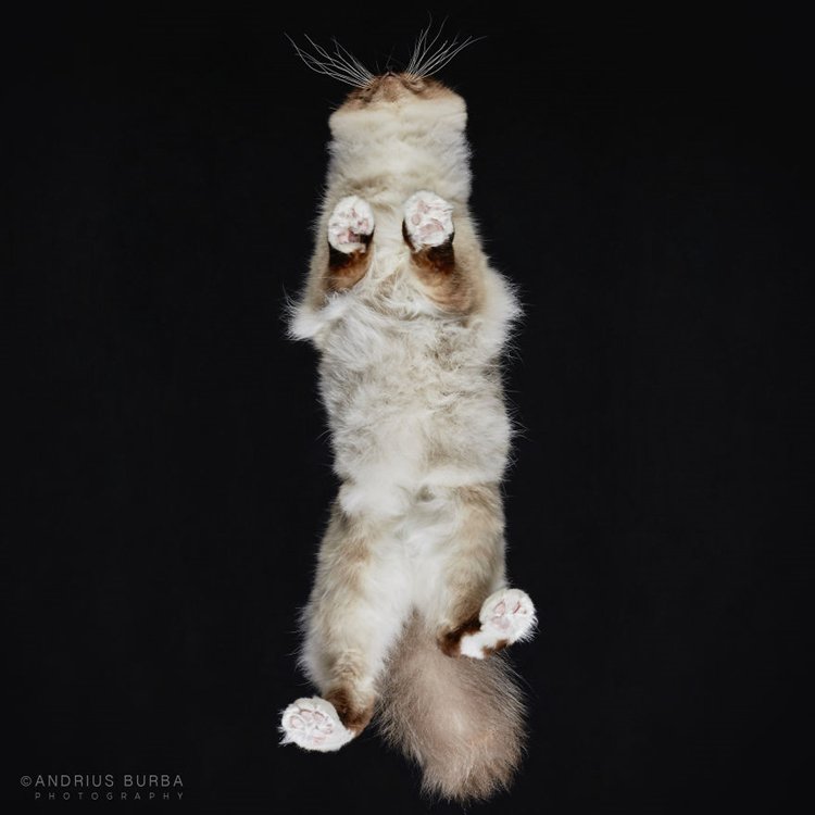 burba-photos-of-cats-taken-from-underneath-whiskers