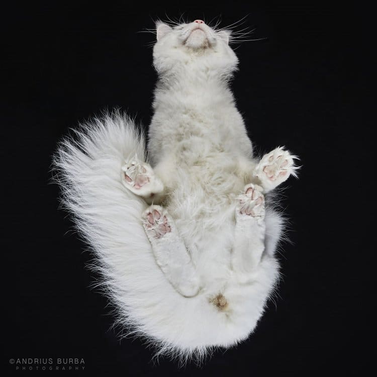 burba-photos-of-cats-taken-from-underneath-white