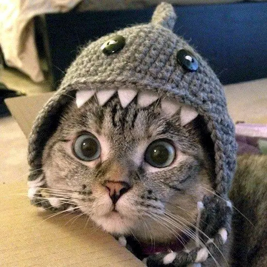 cat in hat