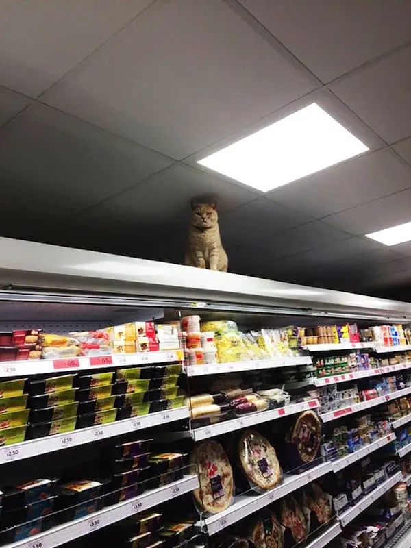 cat-supermarket