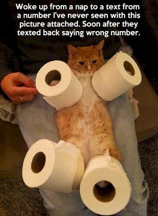 cat wrong number