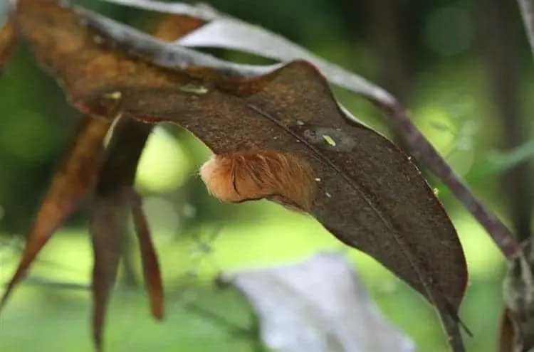 caterpillar-flannel-moth