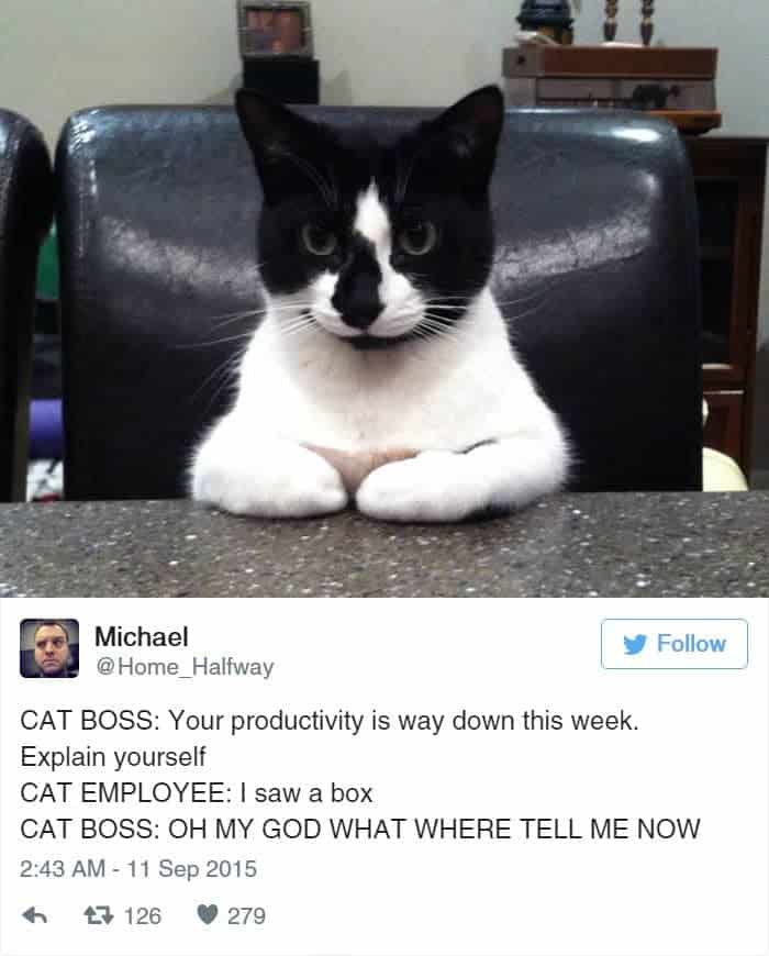 cats-chair