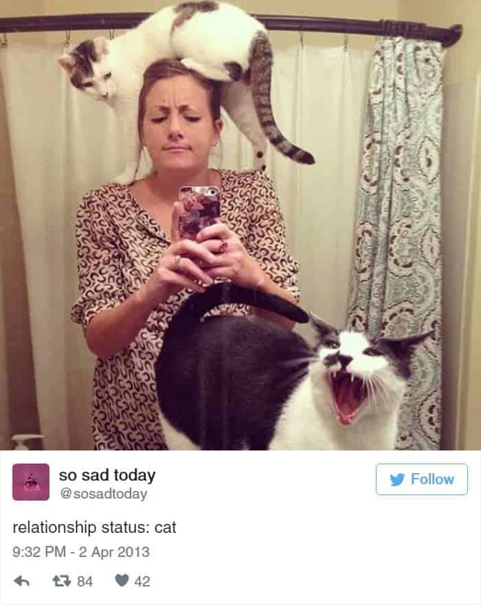 cats-head