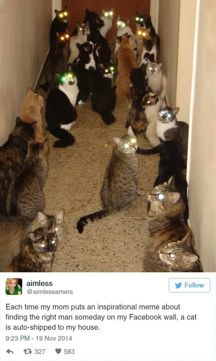 cats-multiple