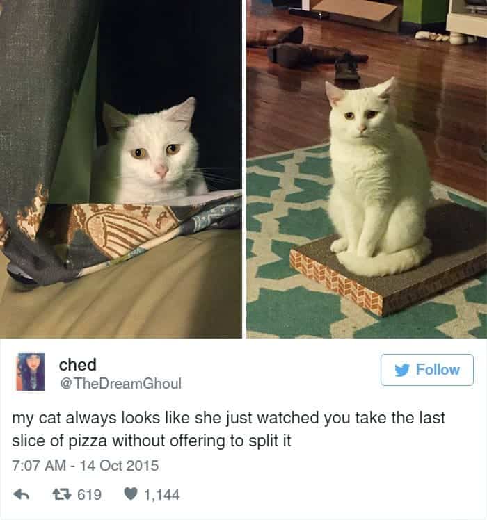 cats-pizza