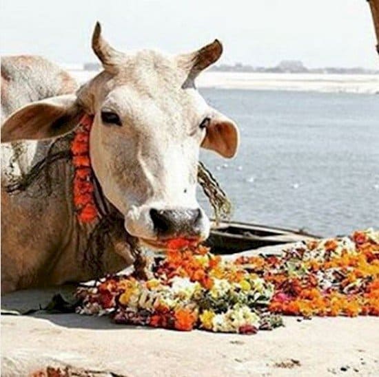 cow eating flowers