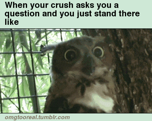 crush question owl