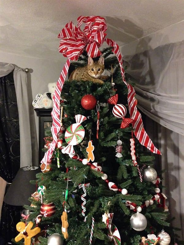 decorating-cats-destroying-trees-christmas-bow