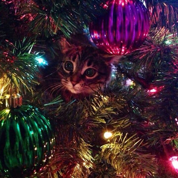 decorating-cats-destroying-trees-christmas-bright