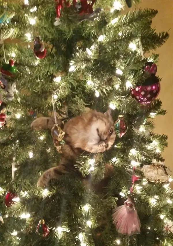 decorating-cats-destroying-trees-christmas-cat
