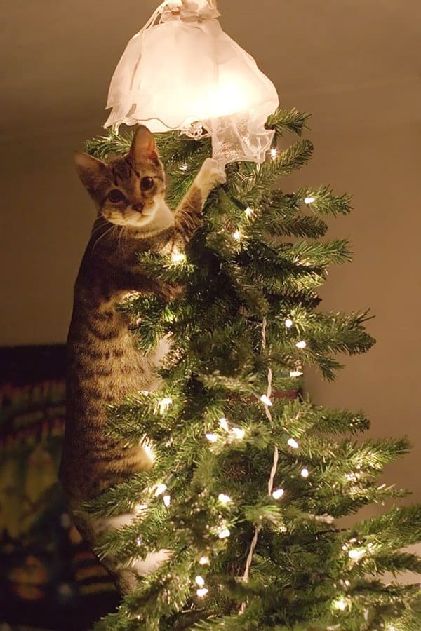 decorating-cats-destroying-trees-christmas-caught