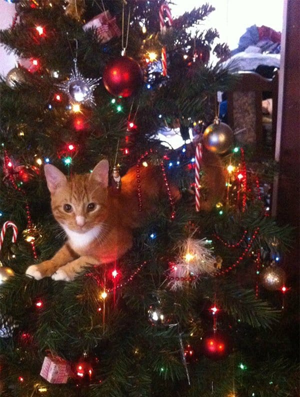 decorating-cats-destroying-trees-christmas-ginger