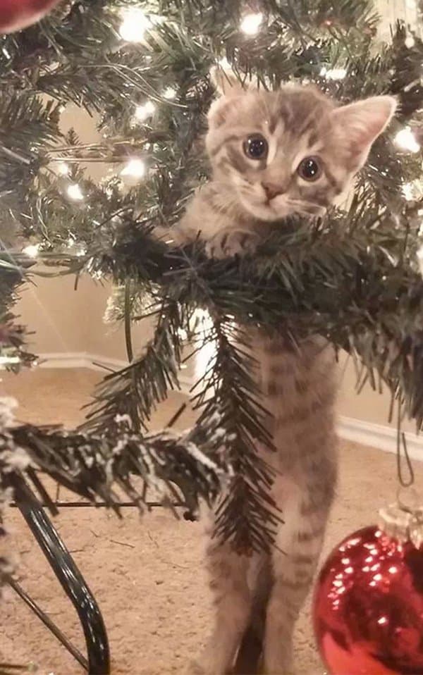 decorating-cats-destroying-trees-christmas-grey