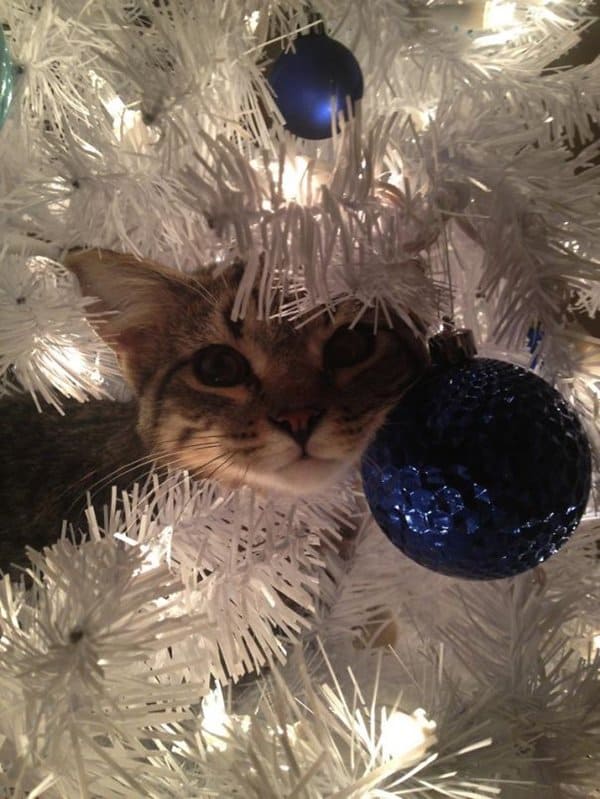 decorating-cats-destroying-trees-christmas-head