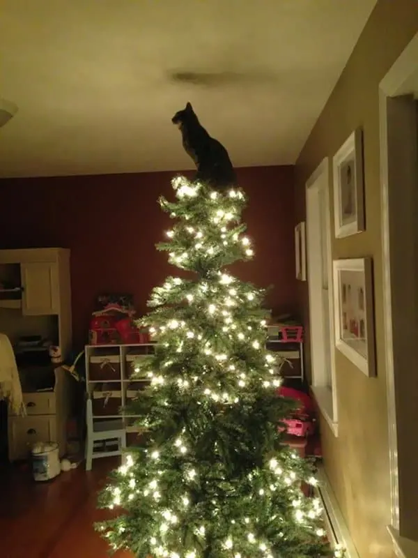 decorating-cats-destroying-trees-christmas-i-star