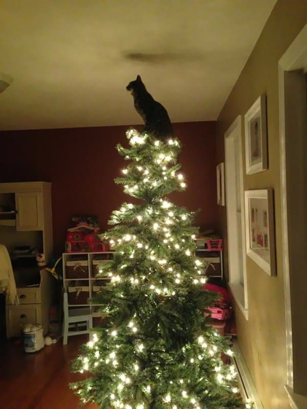 decorating-cats-destroying-trees-christmas-i-star